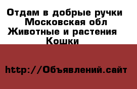 Отдам в добрые ручки - Московская обл. Животные и растения » Кошки   